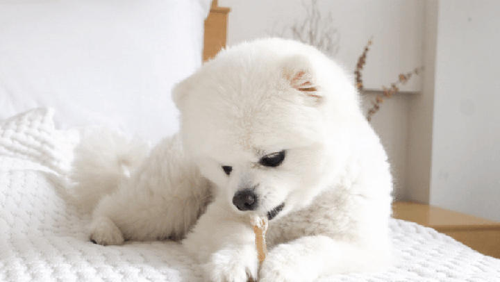 it 츄잇 소형견용 (플레인/산양유)-상품이미지-1
